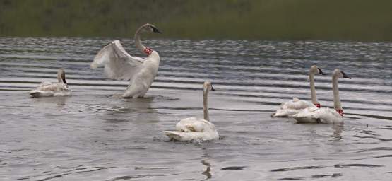 SwanRelease_0195_20130516