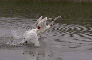 SwanRelease_0286_20130516