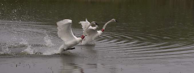 SwanRelease_0289_20130516