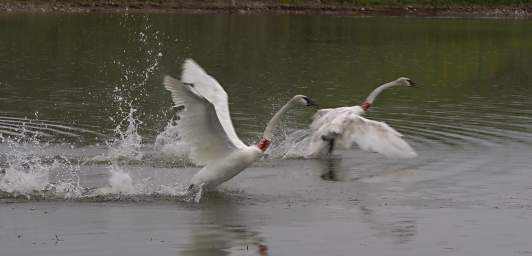 SwanRelease_0291_20130516