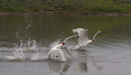 SwanRelease_0292_20130516