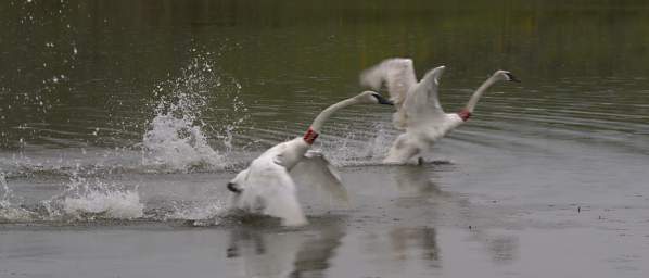 SwanRelease_0294_20130516