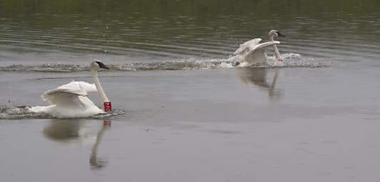 SwanRelease_0300_20130516