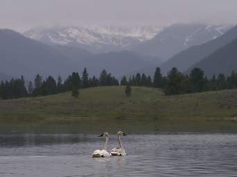 SwanRelease_0313_20130516