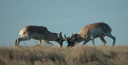 Pronghorns