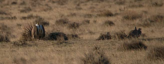 SageGrouse_0104_20140419