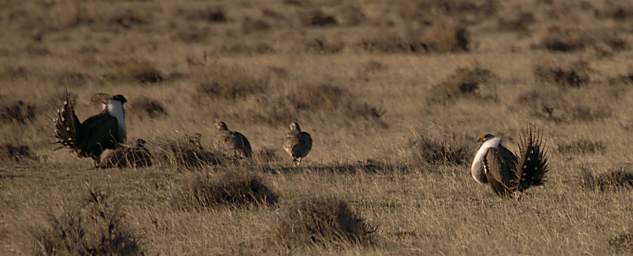 SageGrouse_0105_20140419