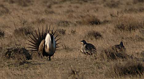 SageGrouse_0111_20140419