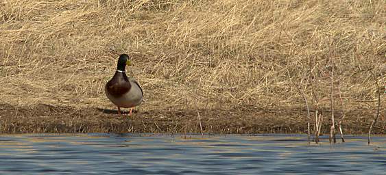 Bird Mallard