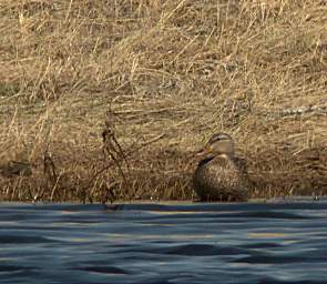 Bird Mallard F