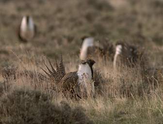 SageGrouse_0161_20140420