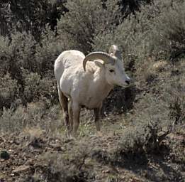 Bighorn Sheep