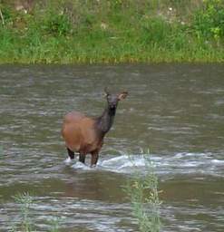 Elk