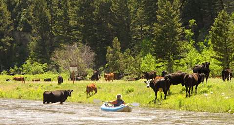 Cows In Camp