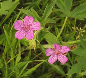 Flower Sticky Geranium