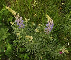 Flower Lupine