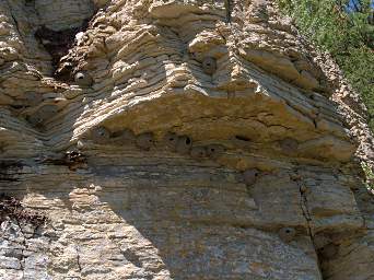 Cliff Swallow Nests