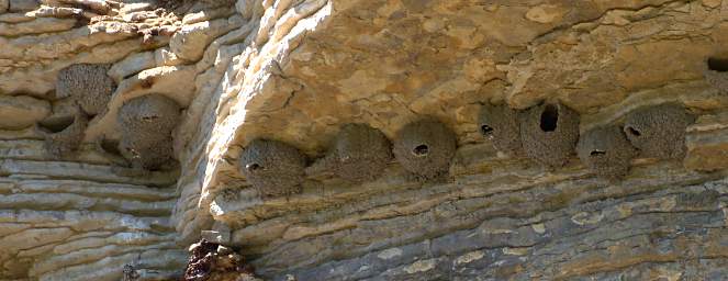 Cliff Swallow Nests