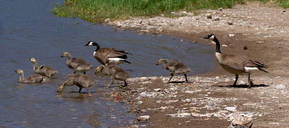 Canada Goose 0020