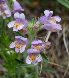 Crested Beardtongue