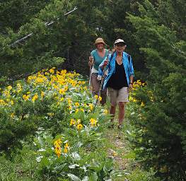 Arrowleaf Balsamroot Carol Elizabeth