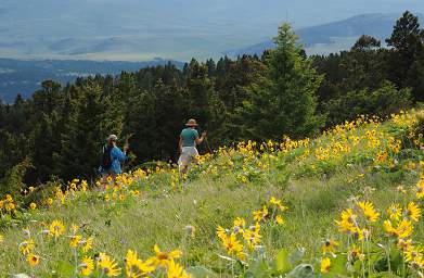 Arrowleaf Balsamroot Carol Elizabeth