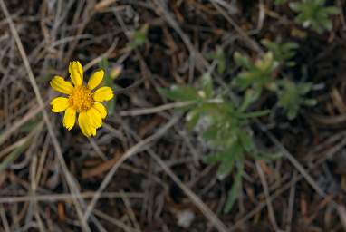 Little Sunflower