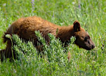 Black Bear