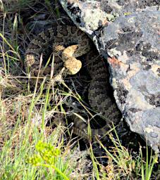 Rattlesnake