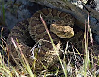 Rattlesnake