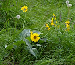 Arrowleaf Balsamroot