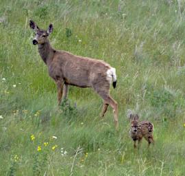 Mule Deer Fawn