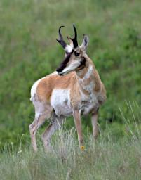 Pronghorn