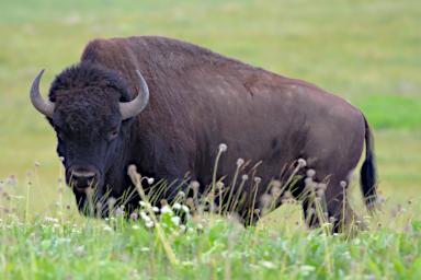 Bison Range