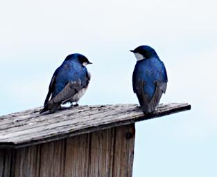 Bird Tree Swallow