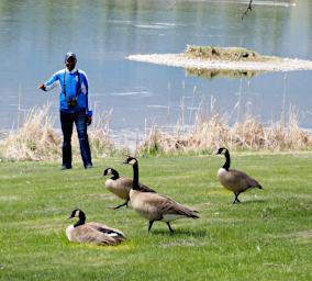 Alain Moukoko Canada Geese