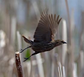 Bird European Starling