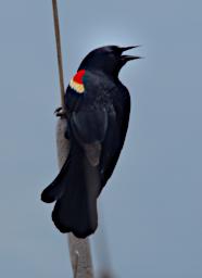 Bird Red Winged Blackbird