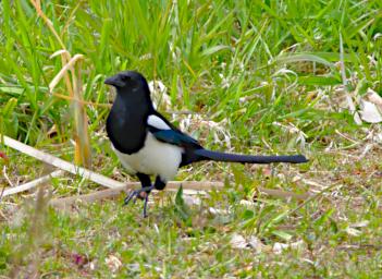 Bird Magpie