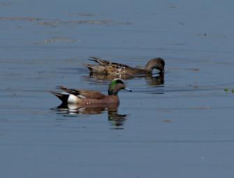 Bird American Wigeon