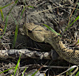 Rattlesnake