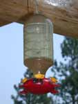 Bees on Hummingbird Feeder Roof