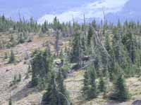 Looking down on horses from top of Ovando Mtn