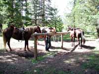 Horses and Gary at Cabin Lunch Stop