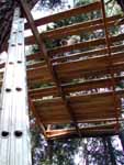 Looking up at Tree House Framing