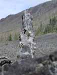 Boulder field stump