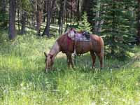 Poppie Grazing at the bottom