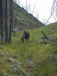 Poppie grazing at Windy Pass