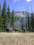 Horses resting below continental divide