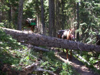 Log across trail